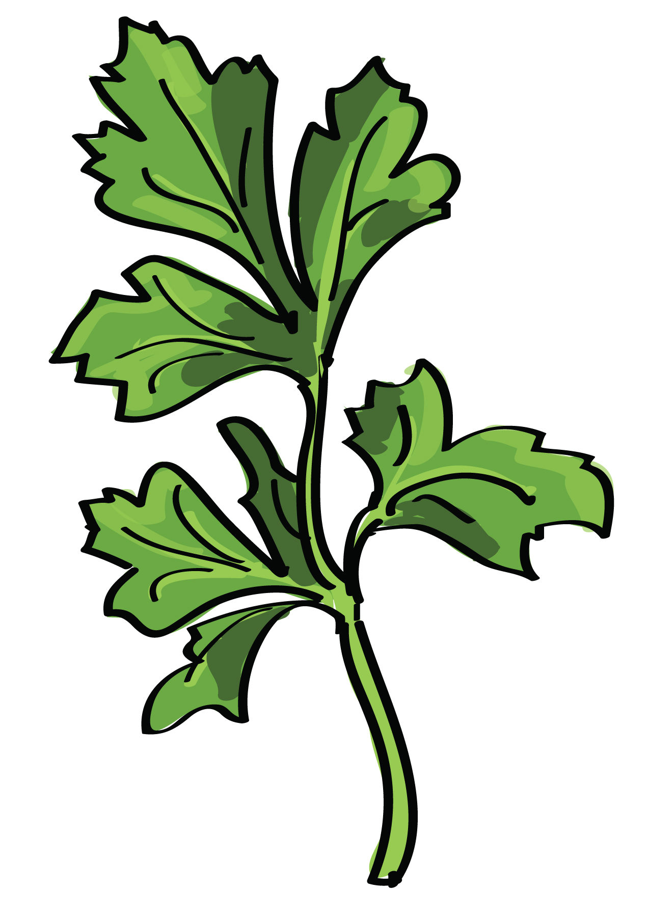 Parsley Sprig