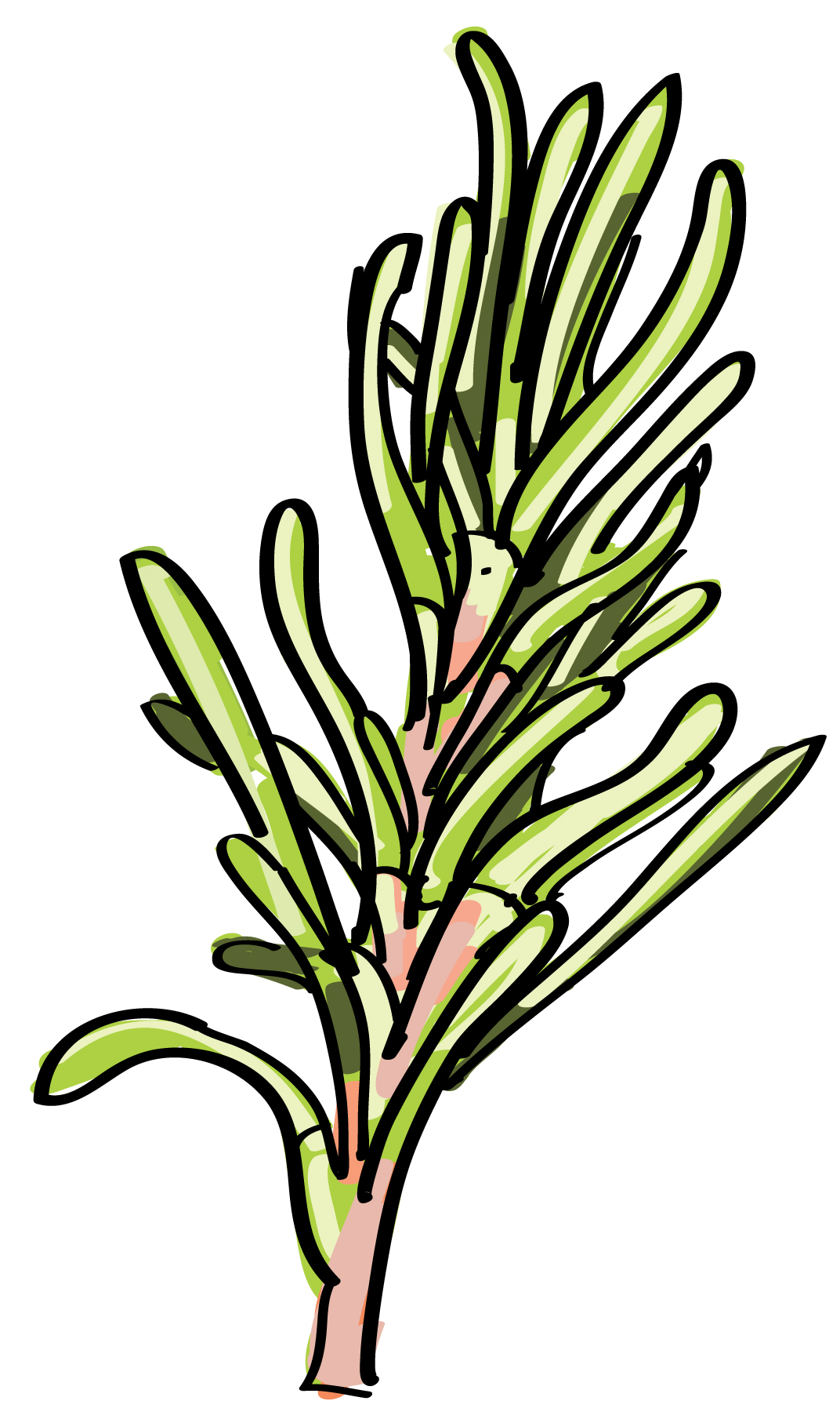 Rosemary Sprig