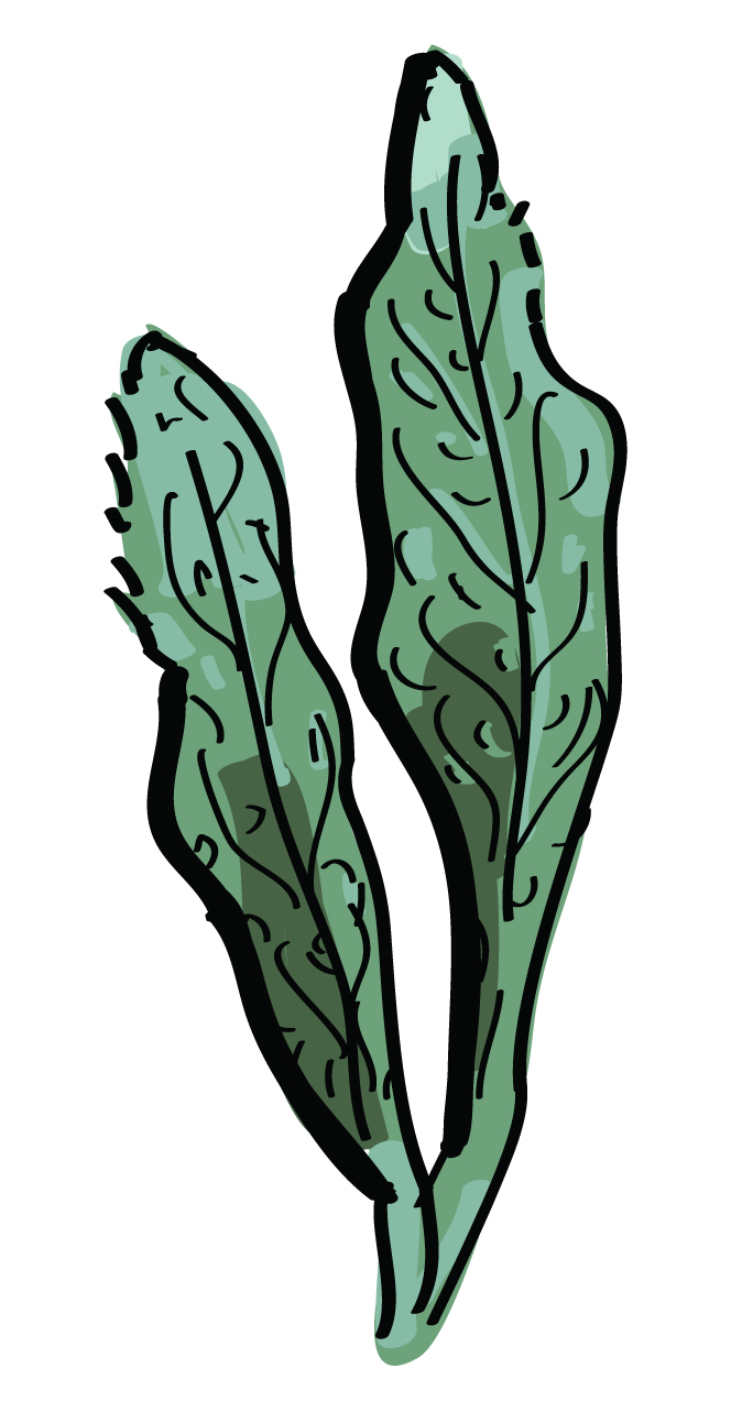 Sage Leaves