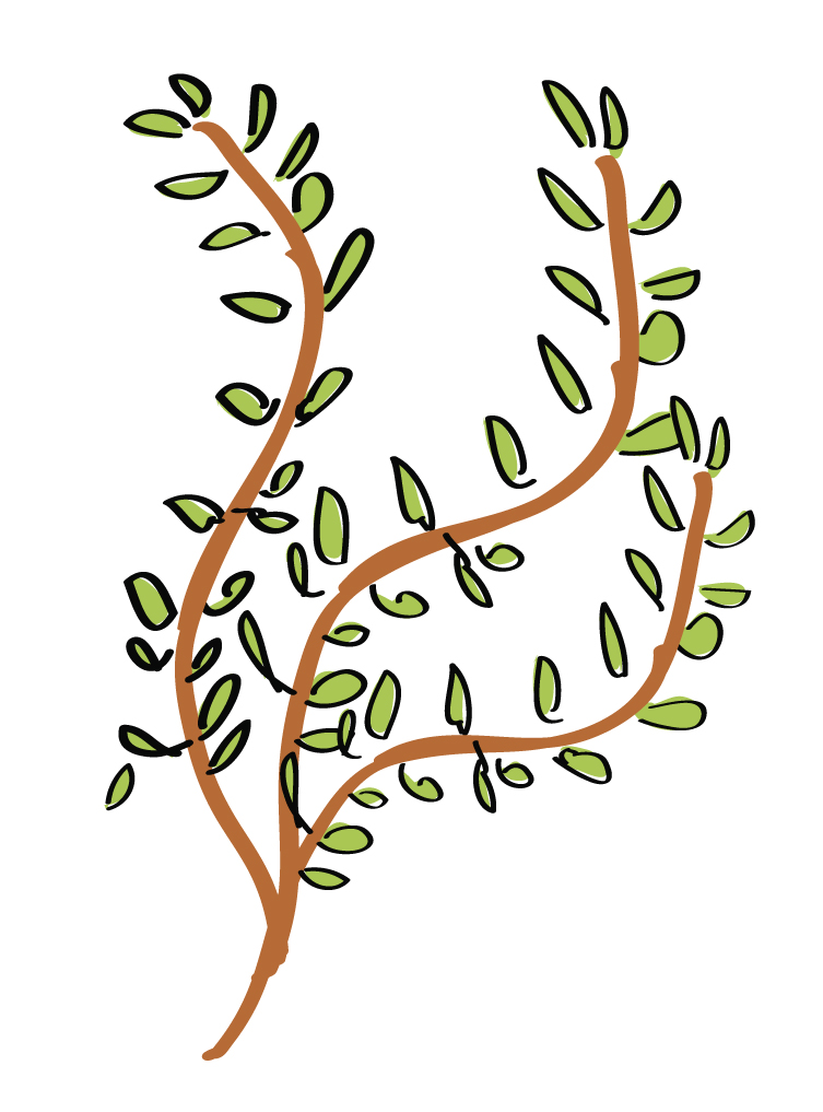 Thyme Sprigs
